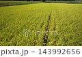 A rice field waiting for harvest A rice field waiting for harvest 143992656