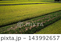 A rice field waiting for harvest A rice field waiting for harvest 143992657