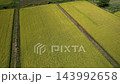 A rice field waiting for harvest A rice field waiting for harvest 143992658