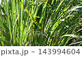 Lemon grass 143994604