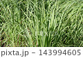 Lemon grass 143994605
