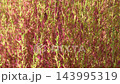 Autumn leaves Kokia 143995319