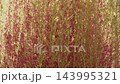 Autumn leaves Kokia 143995321