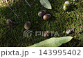 The fruit of the tree that fell to the ground 143995402