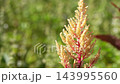 Beige cockscomb 143995560