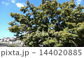 青空のもと秋風に揺れる公園の青モミジ（紅葉前のモミジの大木） 144020885
