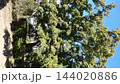 青空のもと秋風に揺れる公園の青モミジ（紅葉前のモミジの大木） 144020886